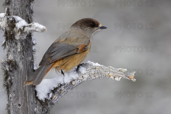 Siberian jay (Perisoreus infaustus), in the snow, Kaamanen, Finland, Europe