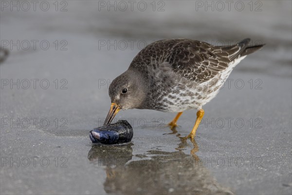 Purple Sandpiper (Calidris maritima), opens a Bivalve, Varangerfjord, Northern Norway