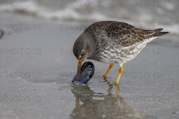 Purple Sandpiper (Calidris maritima), opens a Bivalve, Varangerfjord, Northern Norway