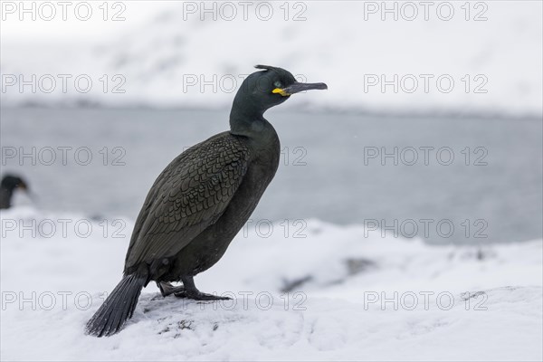 Common shag (Phalacrocorax aristotelis), feather crest, winter, in the snow, Hornoya, Hornoya, Varangerfjord, Finmark, Northern Norway