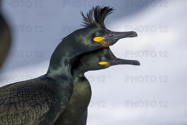 Common shag (Phalacrocorax aristotelis), pair, plumage, winter, in the snow, Hornoya, Hornoya, Varangerfjord, Finmark, Northern Norway