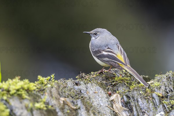 Grey wagtail (Motacilla cinerea), Rhineland-Palatinate, Germany, Europe