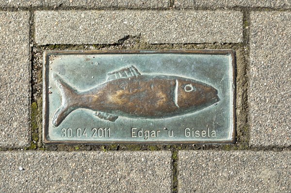 Bronze Clupeidae, pavement, Edgar and Gisela, harbour, Kappeln, Schlei, Schleswig-Holstein, Germany, Europe