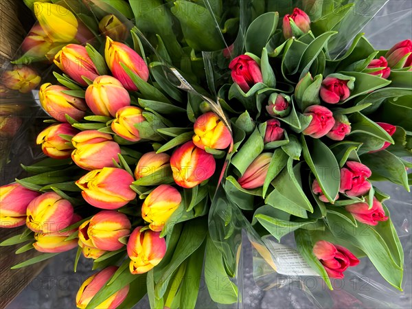 Flowers Tulips in different colours Yellow Red Red Yellow are for sale in Supermarket, Germany, Europe