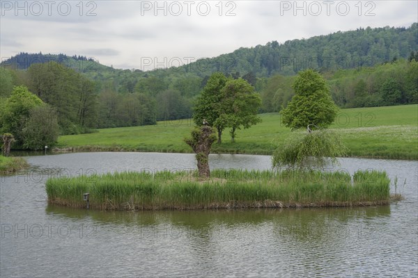 Island in fish breeding pond, Egyptian goose, Harrier, pond, fish pond, pond, Schwaebisch Hall, Schwaebisch-Fraenkischer Wald Nature Park, Hohenlohe, Heilbronn-Franken, Baden-Wuerttemberg, Germany, Europe