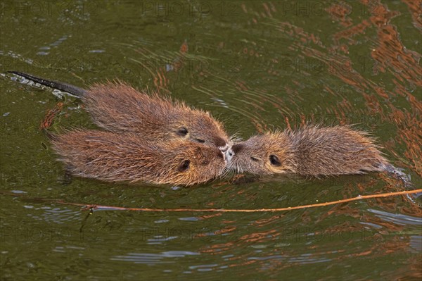 Three Nutria (Myocastor coypus) young animals poking their snouts together in the water, Wilhelmsburg, Hamburg, Germany, Europe