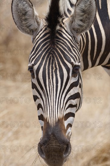 Burchell's zebra (Equus quagga burchellii), adult feeding on dry grass, head close-up, animal portrait, Kruger National Park, South Africa, Africa