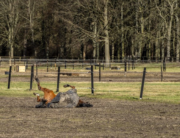 Horses in a paddock in Berlin Frohnau, Berlin, Germany, Europe