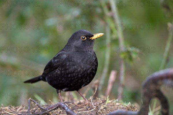 Blackbird (Turdus merula), male, Dingdener Heide NSG, North Rhine-Westphalia, Germany, Europe