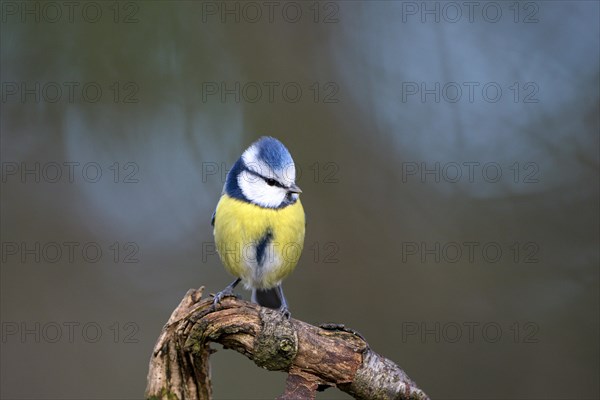 Blue tit (Parus caeruleus), adult bird, Dingdener Heide nature reserve, North Rhine-Westphalia, Germany, Europe
