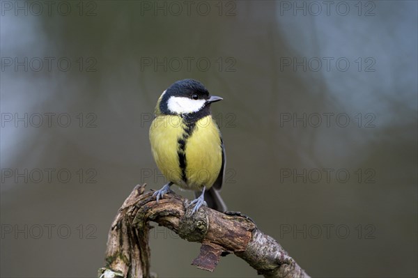 Great tit (Parus major), adult bird, Dingdener Heide nature reserve, North Rhine-Westphalia, Germany, Europe