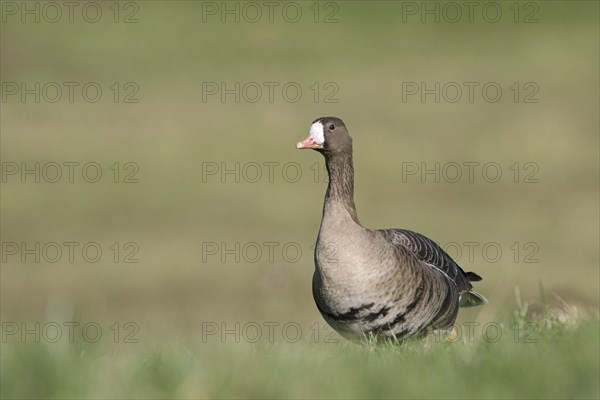 Greater white-fronted goose (Anser albifrons), adult bird, in a meadow, Bislicher Insel, Xanten, Lower Rhine, North Rhine-Westphalia, Germany, Europe