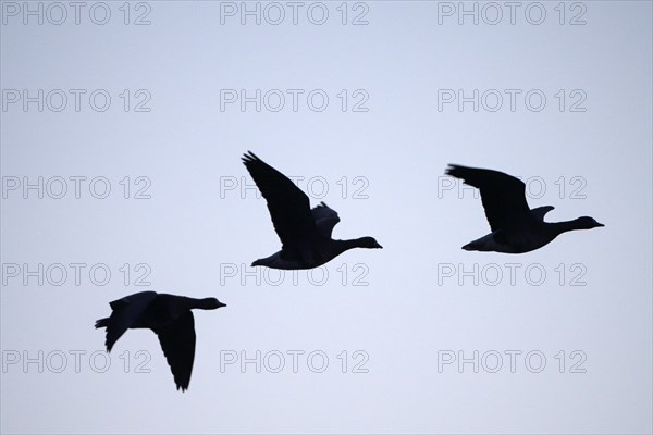 Greater white-fronted goose (Anser albifrons), flying group of geese at sunrise, silhouetted against the bright sky, Bislicher Insel, Xanten, Lower Rhine, North Rhine-Westphalia, Germany, Europe