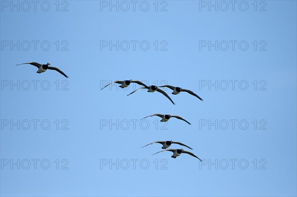 Barnacle goose (Branta leucopsis), group of geese in flight, in front of a blue sky, Bislicher Insel, Xanten, Lower Rhine, North Rhine-Westphalia, Germany, Europe