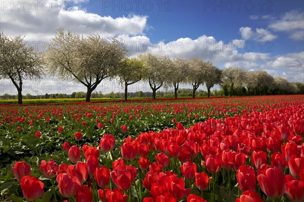 Tulip field in front of blossoming fruit trees, Grevenbroich, Lower Rhine, North Rhine-Westphalia, Germany, Europe