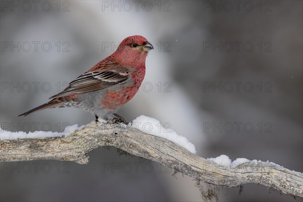 Pine grosbeak (Pinicola enucleator), in the snow, Kaamanen, Finland, Europe