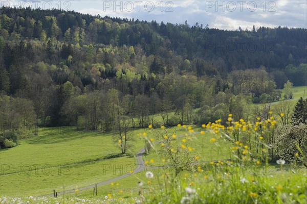 Spring in the Rottal near Wielandsweiler, Mainhardter Wald, Schwaebisch-Fraenkischer Wald Nature Park, Schwaebisch Hall, Hohenlohe, Heilbronn-Franken, Baden-Wuerttemberg, Germany, Europe