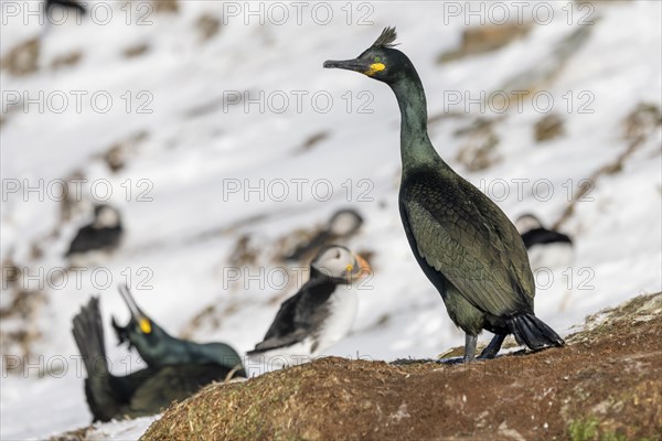 Common shag (Phalacrocorax aristotelis), feather crest, winter, in the snow, Puffin (Fratercula arctica) in the background, Hornoya, Hornoya, Varangerfjord, Finmark, Northern Norway