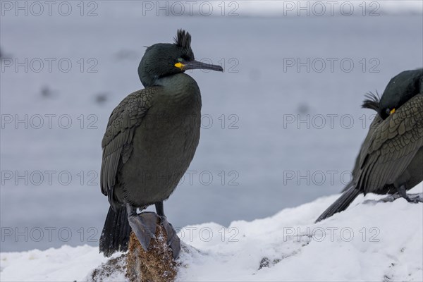 Common shag (Phalacrocorax aristotelis), feather crest, winter, in the snow, Hornoya, Hornoya, Varangerfjord, Finmark, Northern Norway