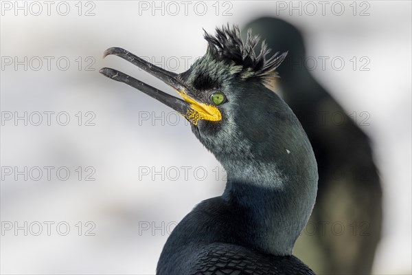 Common shag (Phalacrocorax aristotelis), portrait, feather crest, winter, in the snow, Hornoya, Hornoya, Varangerfjord, Finmark, Northern Norway