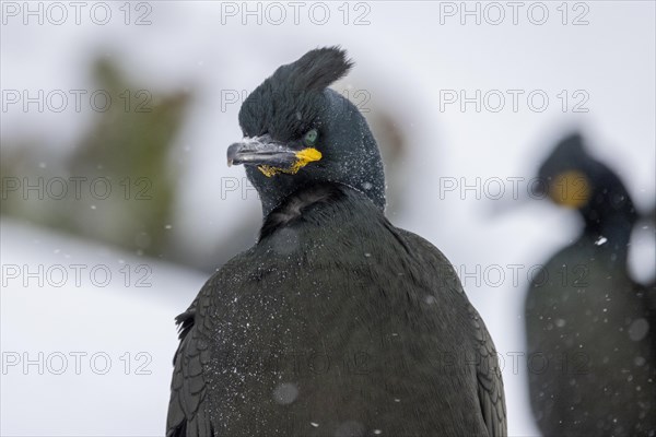 Common shag (Phalacrocorax aristotelis), plumage, winter, snow drift, Hornoya, Hornoya, Varangerfjord, Finmark, Northern Norway