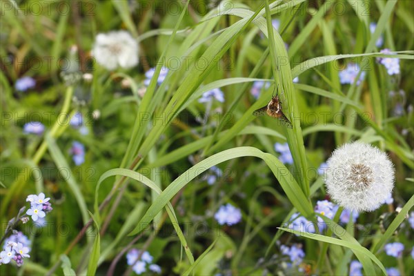 Spotted Bee fly (Bombylius discolor), North Rhine-Westphalia, Germany, Europe