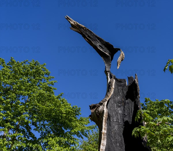 Burnt-out tree stump, Berlin, Germany, Europe