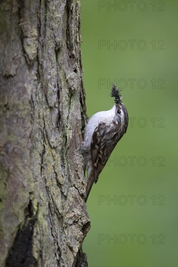 Short-toed treecreeper (Certhia brachydactyla), Wittlich, Rhineland-Palatinate, Germany, Europe