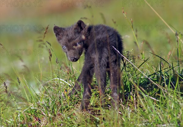 Young Arctic fox looks shyly into the camera, Moedrudalur, Iceland, Europe