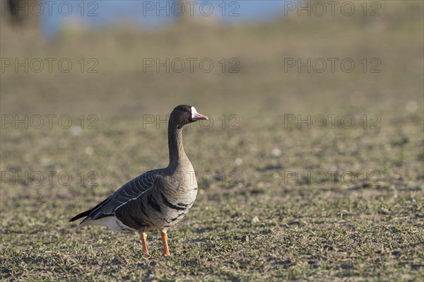 Greater white-fronted goose (Anser albifrons), adult bird, Bislicher Insel, Xanten, Lower Rhine, North Rhine-Westphalia, Germany, Europe