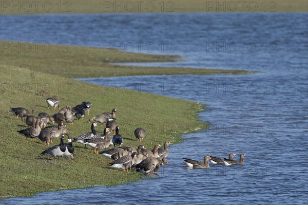 Greater white-fronted goose (Anser albifrons) and barnacle goose (Branta leucopsis), mixed group on the shore, drinking, Bislicher Insel, Xanten, Lower Rhine, North Rhine-Westphalia, Germany, Europe