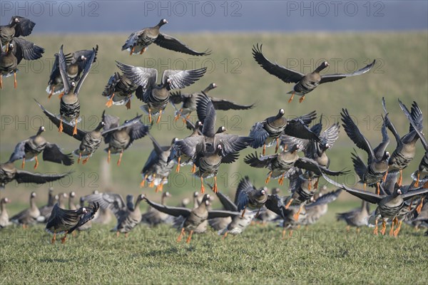 Greater white-fronted goose (Anser albifrons), flock of geese taking off, Bislicher Insel, Xanten, Lower Rhine, North Rhine-Westphalia, Germany, Europe