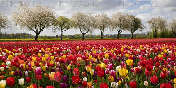 Splendid mixture on the tulip field in front of blossoming fruit trees, Grevenbroich, Lower Rhine, North Rhine-Westphalia, Germany, Europe