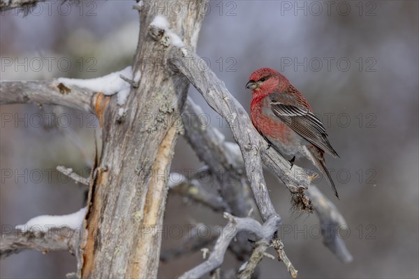 Pine grosbeak (Pinicola enucleator), in the snow, Kaamanen, Finland, Europe