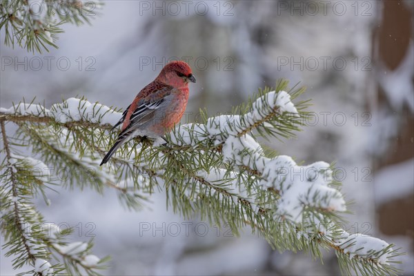 Pine grosbeak (Pinicola enucleator), in the snow, Kaamanen, Finland, Europe