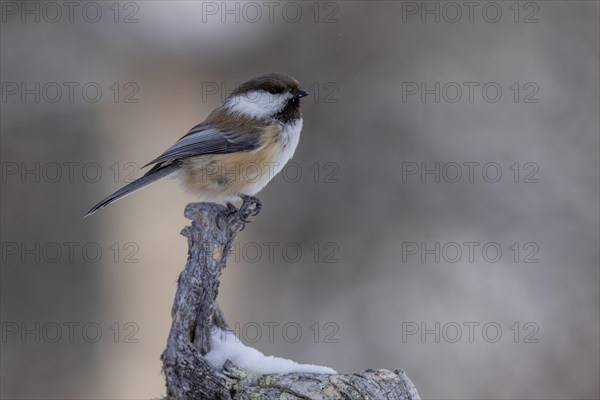 Grey-headed chickadee (Poecile cinctus), in the snow, Kaamanen, Finland, Europe