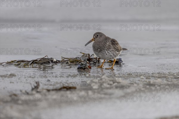 Purple Sandpiper (Calidris maritima), on the beach, winter, Varangerfjord, northern Norway