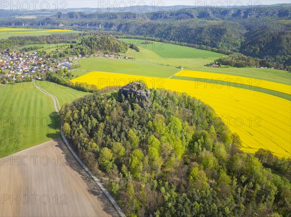 The Zirkelstein near Schoena in the Saxon district of Saechsische Schweiz-Osterzgebirge is a 384.5 metre high elevation in Saxon Switzerland and its smallest table mountain. In the background, the Kaiser's crown is a heavily abraded and jagged remnant of a table mountain which, together with the Zirkelstein, rises above the flatlands of Schoena, right on the edge of the town in the Elbe Sandstone Mountains in Saxony. Rape fields in bloom in spring, Reinhardtsdorf-Schoena, Saxony, Germany, Europe