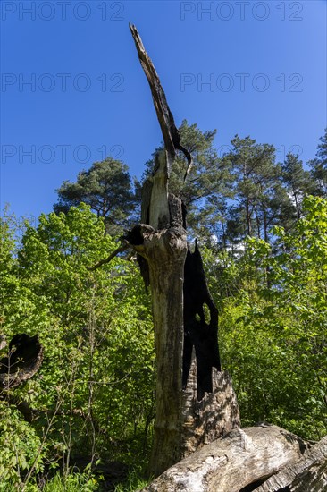 Burnt-out tree stump, Berlin, Germany, Europe