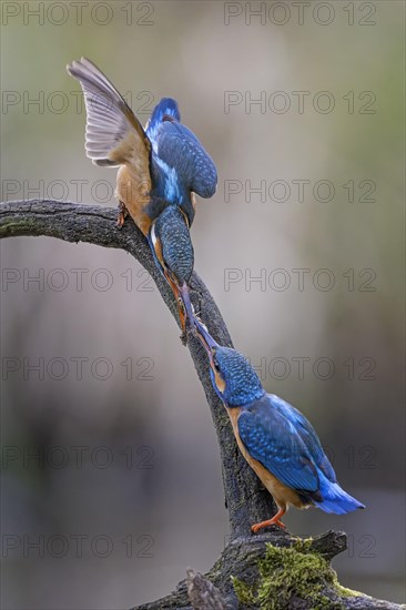 Common kingfisher (Alcedo atthis) Indicator of clean watercourses, courtship feeding, pair formation, pair, male and female animals, nuptial gift, habitat, flying gem, Middle Elbe River Landscape, Middle Elbe Biosphere Reserve, Saxony-Anhalt, Germany, Europe