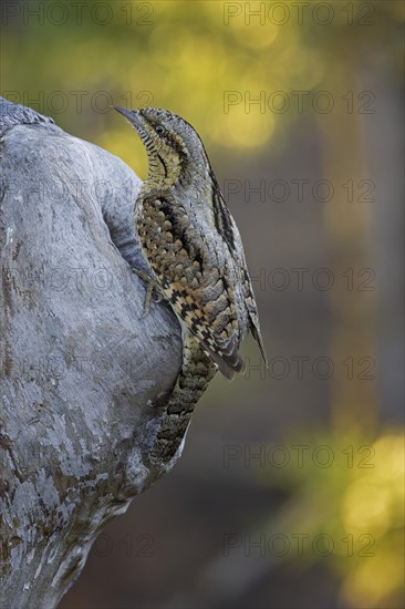 Eurasian Wryneck (Jynx torquilla) at breeding den in sunrise, spring, Middle Elbe Biosphere Reserve, Saxony-Anhalt, Germany, Europe