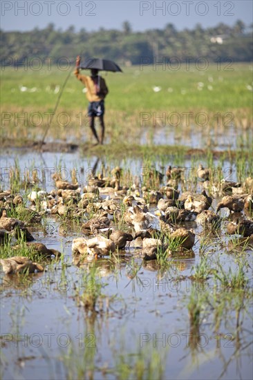 Ducks bathing on a flooded field, Indian man with umbrella watching, Kavanattinkara, Backwaters, Kerala, India, Asia