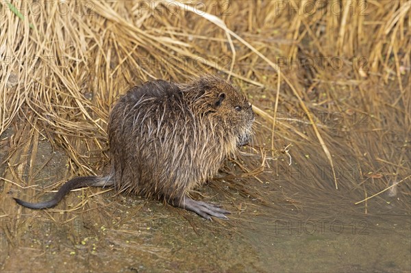 Nutria (Myocastor coypus) young animal, Wilhelmsburg, Hamburg, Germany, Europe