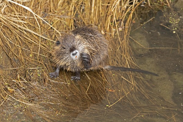 Nutria (Myocastor coypus) young animal, scratching itself, Wilhelmsburg, Hamburg, Germany, Europe