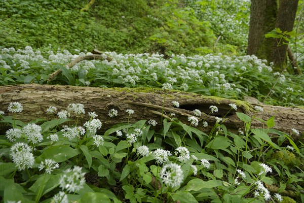 Ramson in bloom in the Kupfertal, Neufels, Neuenstein-Neufels, hiking, recreation, nature, copper, May, spring, wild vegetables, Hohenlohe, Heilbronn-Franken, Baden-Wuerttemberg, Germany, Europe