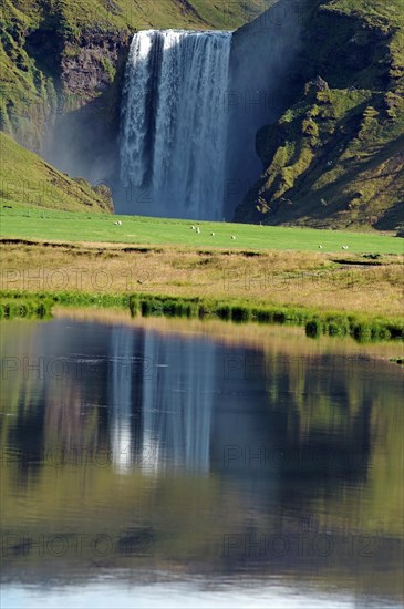 Water masses plunge vertically into the depths, reflection in the water, green landscape, Skogafoss, Iceland, Europe