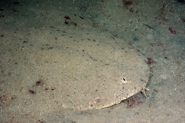 Forebody Head of angel shark (Squatina squatina) shows typical behaviour of camouflage camouflages itself with has buried itself in sand lurks for prey, East Atlantic