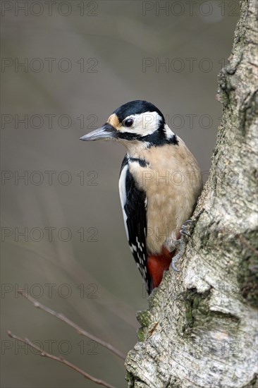 Great spotted woodpecker (Dendrocopos major), adult female, Dingdener Heide nature reserve, North Rhine-Westphalia, Germany, Europe