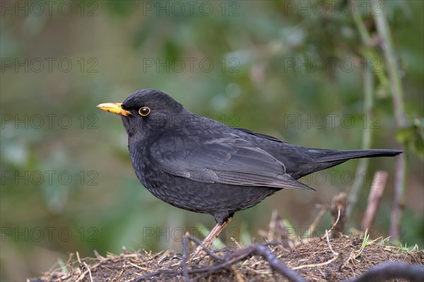 Blackbird (Turdus merula), male, Dingdener Heide NSG, North Rhine-Westphalia, Germany, Europe