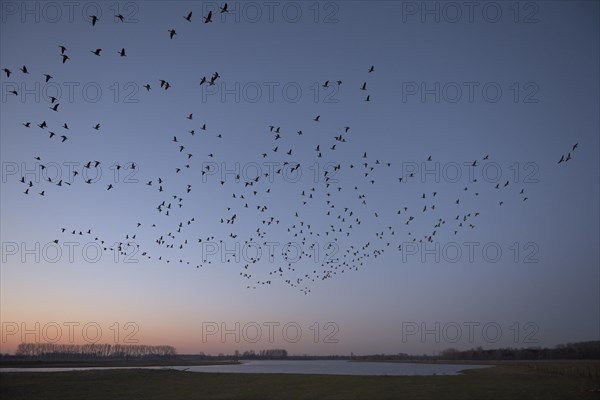 Barnacle goose (Branta leucopsis), flock of geese in flight at sunrise, starting from the roost, Bislicher Insel, Xanten, Lower Rhine, North Rhine-Westphalia, Germany, Europe
